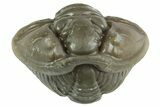 Wide Enrolled Flexicalymene Trilobite - Mt Orab, Ohio #380298-1